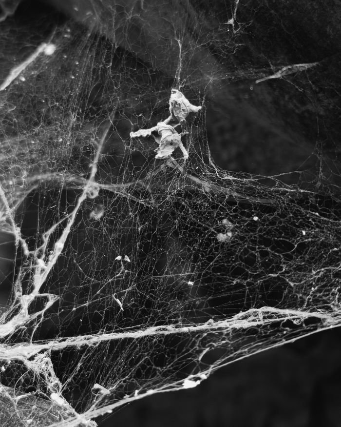 about-us Detailed black and white capture of a spider web showcasing its intricate patterns.